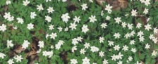 Anemone nemorosa Foto K. Marquardt