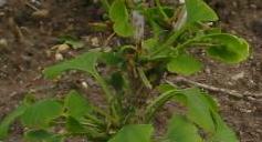Ginkgo biloba Busse