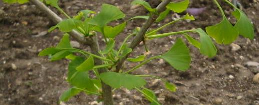 Ginkgo biloba horizontalis