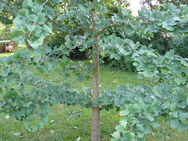 Ginkgobaum im Garten Helmers Foto Mail-Brandt