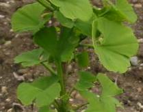 Ginkgo Schloß Dyck