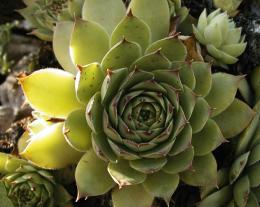 Sempervivum Hauswurz Foto Beate Schinkel