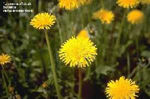Taraxacum officinale Foto Henriette Kress