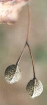 Tilia platyphyllos- Frucht Foto Marquardt