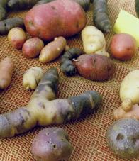 Kartoffelvielfalt Foto  Brandt