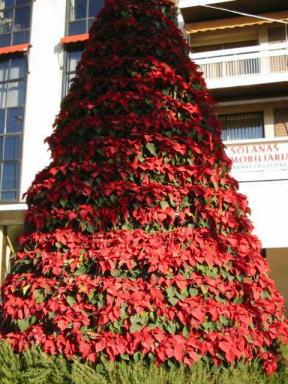 Weihnachtsstern-Baum fotografiert in Cordoba / Spanien Foto Maria Mail-Brandt
