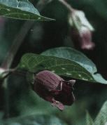 Atropa belladonna Foto K. Marquardt