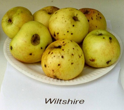 Apfel Wiltshire Foto Brandt