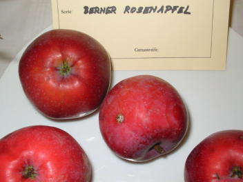 Apfel BERNER ROSENAPFEL  Foto Brandt