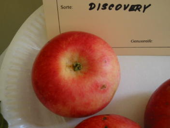 Apfel Discovery  Foto Brandt