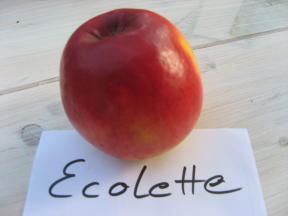 Apfel Ecolette Foto Brandt