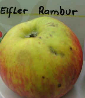 Apfel Eifler Rambur Foto Brandt