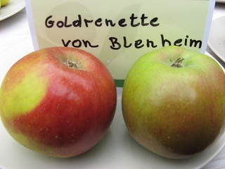 Apfel Goldrenette von Blenheim Foto Brandt