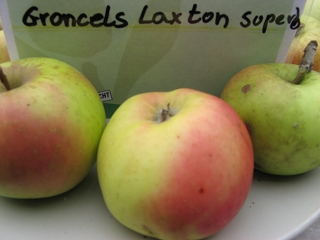 Apfel Gronsels Laxtons Superb Foto Brandt