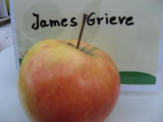 Apfel James Grieve Foto Brandt