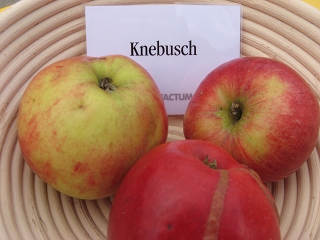 Apfel Knebusch Foto Brandt
