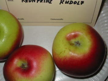Apfel Kronprinz Rudolf Foto Mail-Brandt