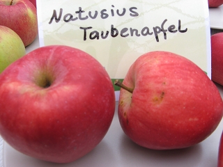 Apfel Natusius Taubenapfel Foto Brandt