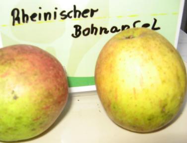Apfel Rheinischer Bohnenapfel Foto Brandt