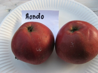 Apfel Rondo Foto Brandt