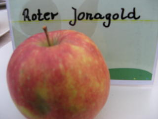 Apfel Roter Jonagold Foto Brandt