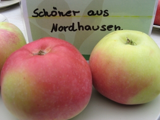Apfel Schöner aus (von) Nordhausen (Hindenburgapfel) Foto Brandt