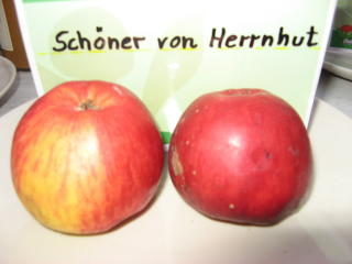 Apfel Schöner von Herrnhut Foto Brandt