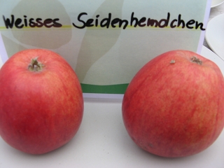 Apfel Weisses Seidenhemdchen Foto Brandt