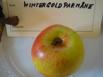Apfel Wintergoldparmäne Foto Brandt