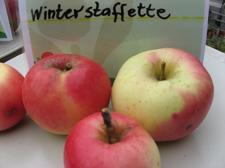 Apfel Winterstaffette Foto Brandt