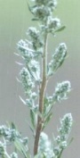 Artemisia vulgaris Foto K. Marquardt