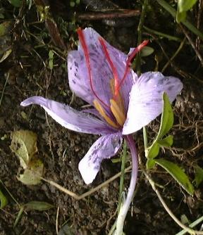 Crocus sativus Safran Foto: Frau Sylvia Vollmer