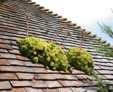 Hauswurz auf dem Dach von Gread Dixter England