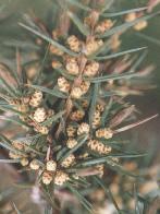 Juniperus communis Foto Marquardt