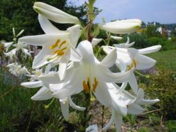 Lilium regale die Königslilie Foto Wolfgang Brandt