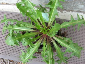 Taraxacum pseudoroseum Foto Brandt