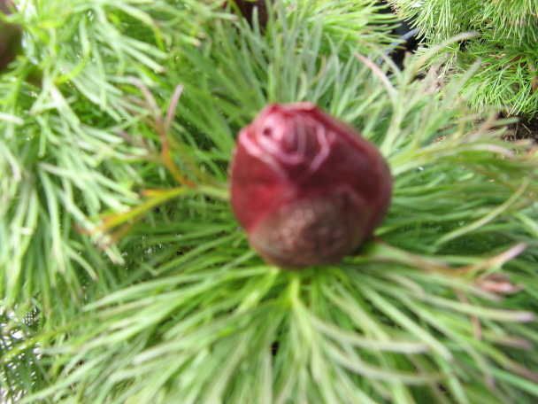 Paeonia tenuifolia Foto Brandt