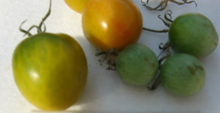 Tomate Green Grape